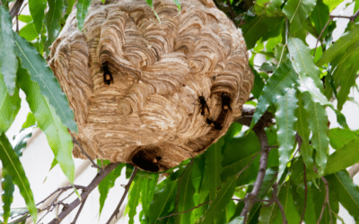 Que faire et ne pas faire quand on a un nid de frelons dans son jardin ?