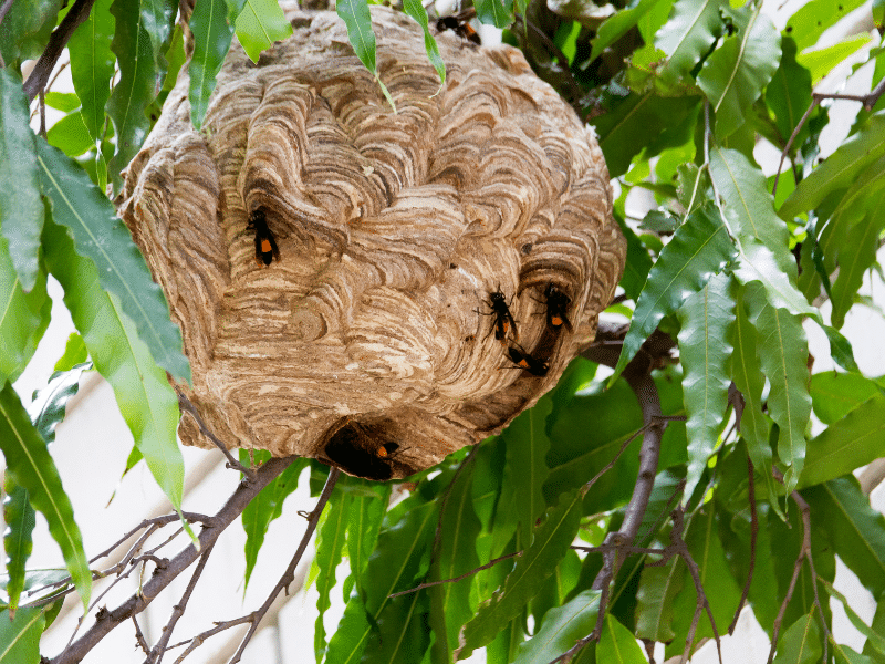 Que faire et ne pas faire quand on a un nid de frelons dans son jardin ?